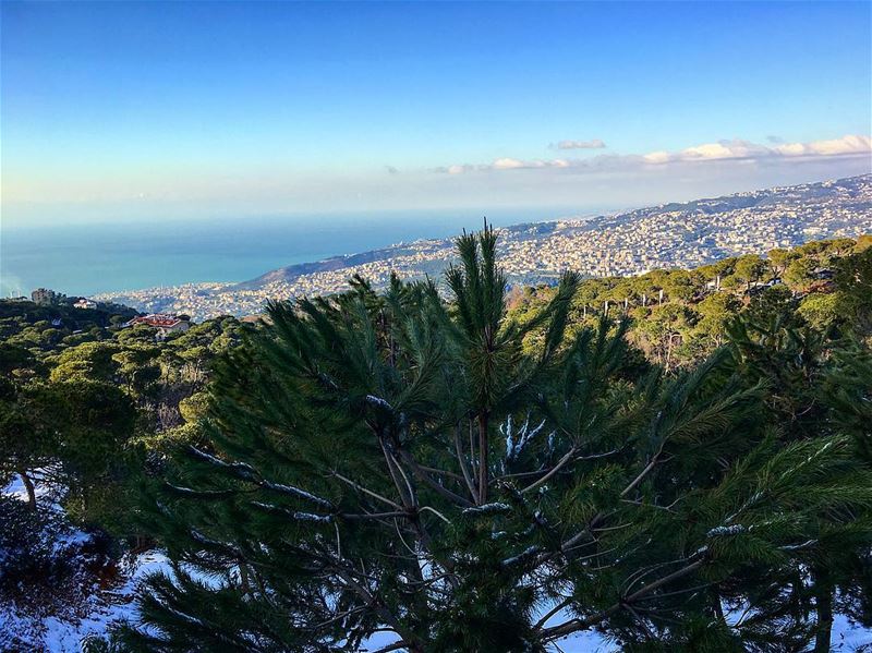 My lebanon 🇱🇧  mountain  lebanon  forest  tree  wildlebanon  wilderness ... (Ajaltoun, Mont-Liban, Lebanon)