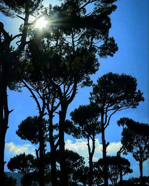 My lebanon 🇱🇧  mountain  lebanon  forest  tree  wildlebanon  wilderness ... (Mother Nature Studio)