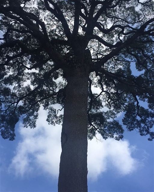 My lebanon 🇱🇧  mountain  lebanon  forest  tree  wildlebanon  wilderness ... (Lebanon)