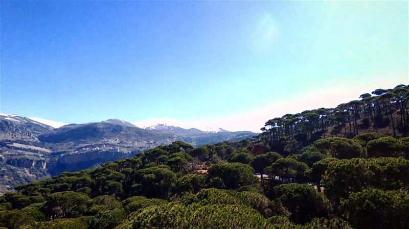 My lebanon 🇱🇧  mountain  lebanon  forest  tree  wildlebanon  wilderness ... (BeitMisk)