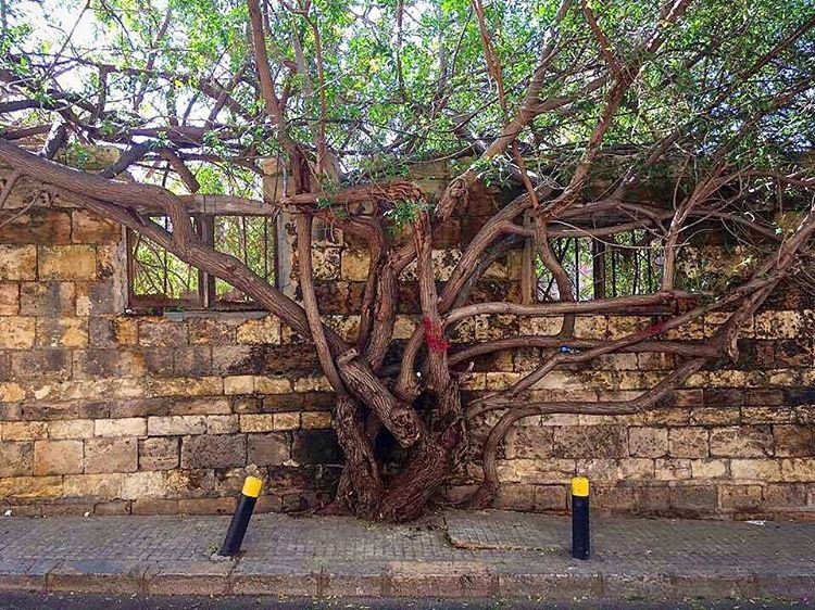 My lebanon 🇱🇧  mountain  lebanon  forest  tree  wildlebanon  wilderness ... (Gemmayze)