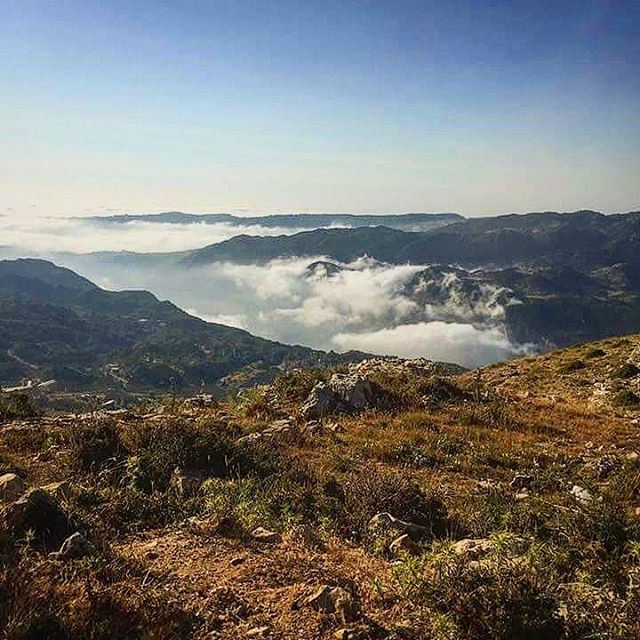 My lebanon 🇱🇧  mountain  lebanon  forest  tree  wildlebanon  wilderness ...