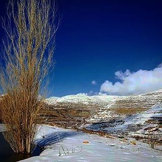 My lebanon 🇱🇧  mountain  lebanon  forest  tree  wildlebanon  wilderness ...