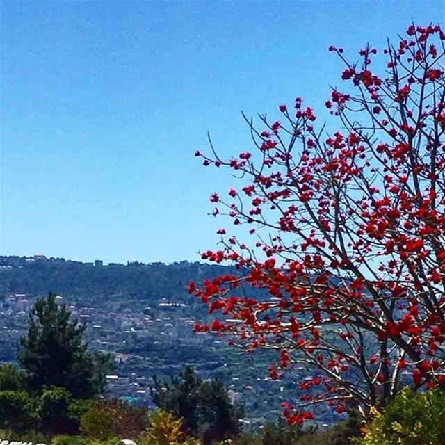 My lebanon 🇱🇧  mountain  lebanon  forest  tree  wildlebanon  wilderness ...