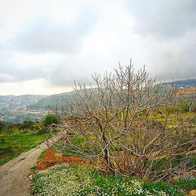 My lebanon 🇱🇧  mountain  lebanon  forest  tree  wildlebanon  wilderness ...