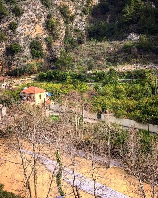 My lebanon 🇱🇧  mountain  lebanon  forest  tree  wildlebanon  wilderness ... (Lebanon)