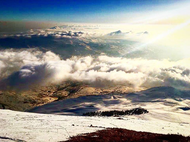 My lebanon 🇱🇧  mountain  lebanon  forest  tree  wildlebanon  wilderness ... (Cedars of God)