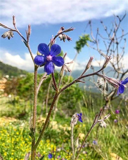 My lebanon 🇱🇧  mountain  lebanon  forest  tree  wildlebanon  wilderness ...