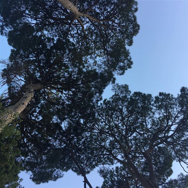 My lebanon 🇱🇧  mountain  lebanon  forest  tree  wildlebanon  wilderness ...