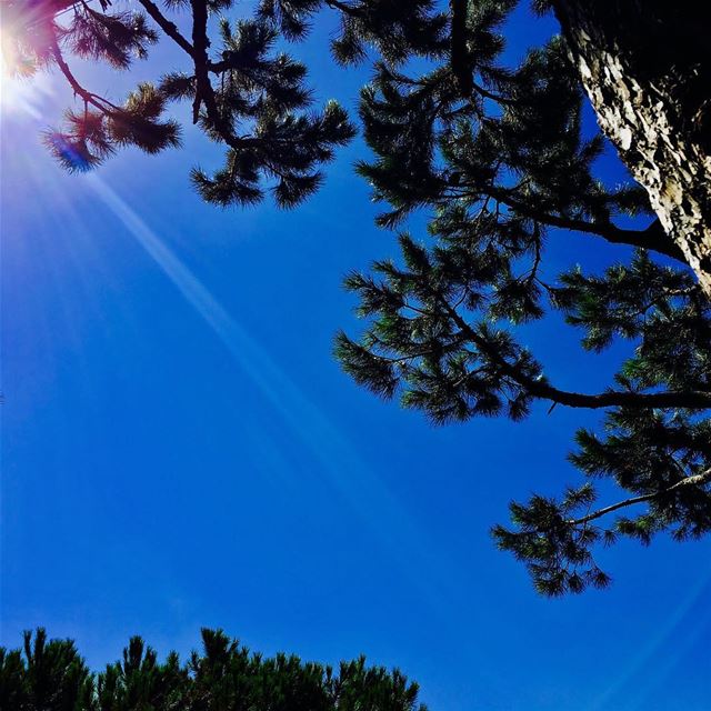 My lebanon 🇱🇧  mountain  lebanon  forest  tree  wildlebanon  wilderness ... (Bikfaïya, Mont-Liban, Lebanon)