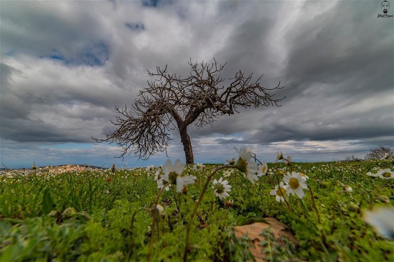 My Lonely Tree... @lebanese.international @loves_lebanon @ptk_lebanon @supe