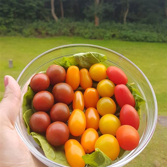 🌈My perfect  snack 🌈Those tomatoes are super sweet 🍅with a side of ... (Germany)