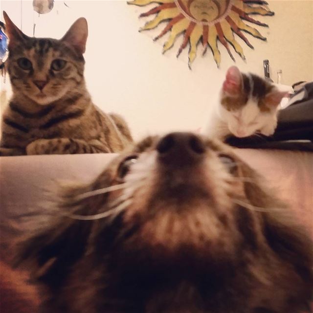 My pretty babies <3 pets  love  animals  dogs  cats  kitten  Lebanon ...