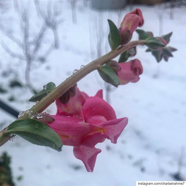 My wonderful  flowers survived the  snowstorm 🙌🏼••• nature ... (Bcharri, Liban-Nord, Lebanon)