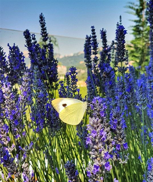 My yellow butterfly  butterfly  lavander  garden  home  brummana ... (Brummana)