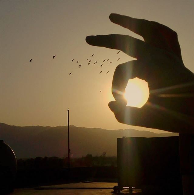  My_capture.  birds   fantabulous 🐦 dove 💕💕  clouds  sunset  sun ...