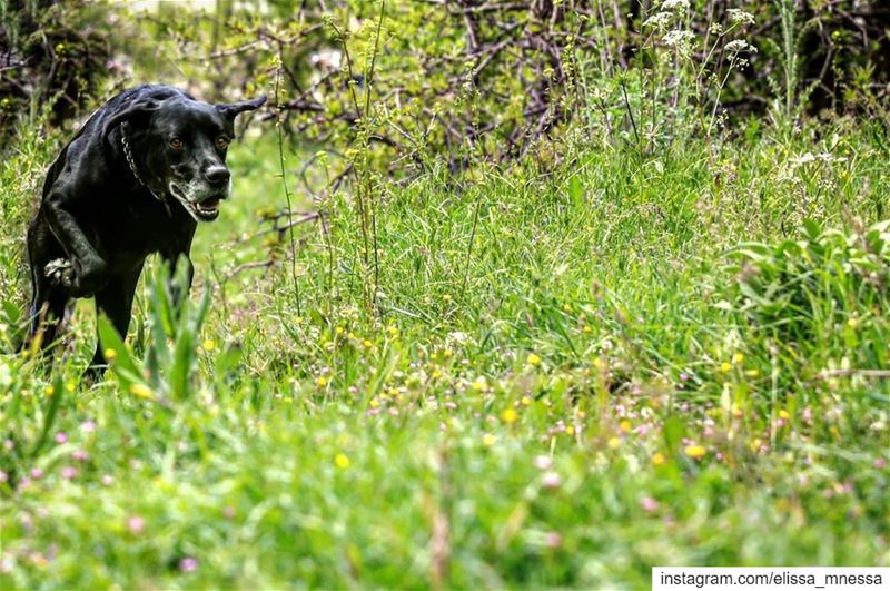  myblack  بلاك ... picoftheday  black  green  dogoftheday  capture ... (Feitroun, Mont-Liban, Lebanon)