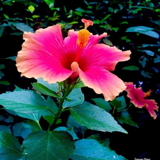  mygarden  flowers  today  colors  trees ...