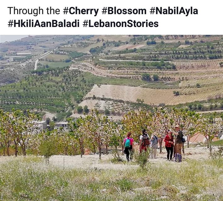  nabiayla  cherry  cherryblossom  spring  blossom  HkiliAanBaladi ...