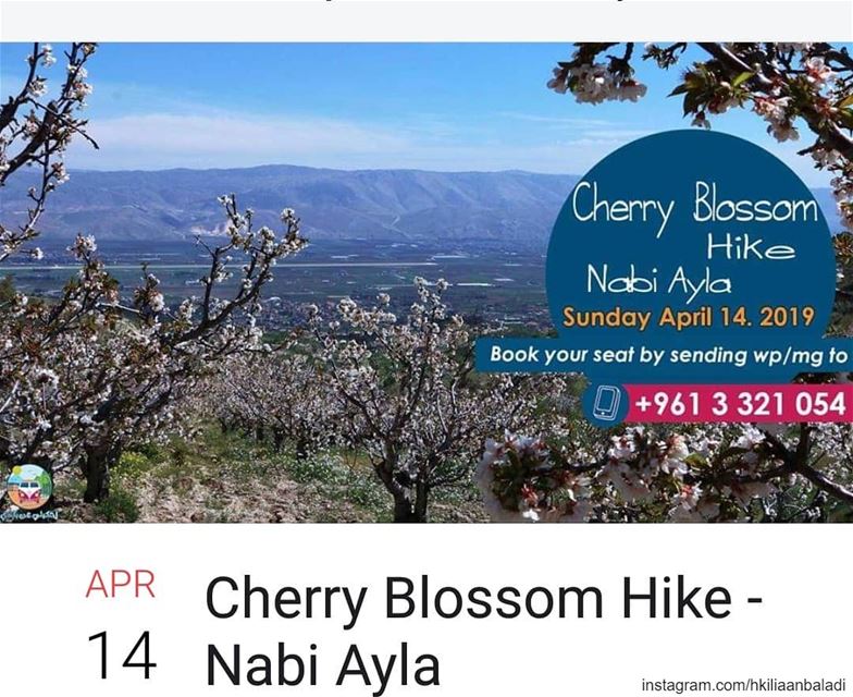  nabiayla  cherry  cherryblossom  spring  blossom  HkiliAanBaladi ...