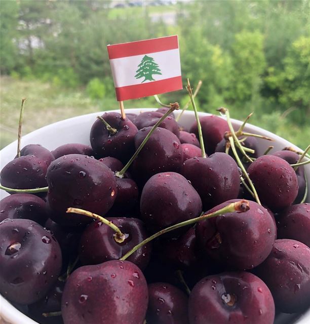 Nada melhor que cerejas libanesas colhidas na hora para começar o dia 🇱🇧�