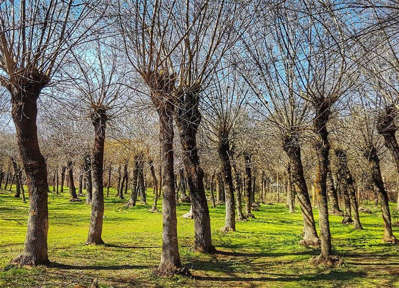 Naked trees  nature  naturephotography  naturelovers  natgeo ... (Bekaa Valley)
