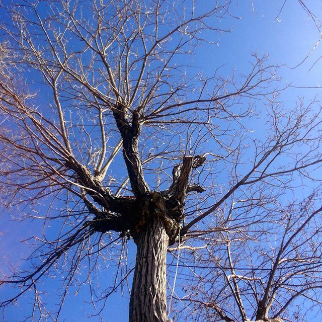 nakedbranches nakedtrees deadlynature winter deathseason