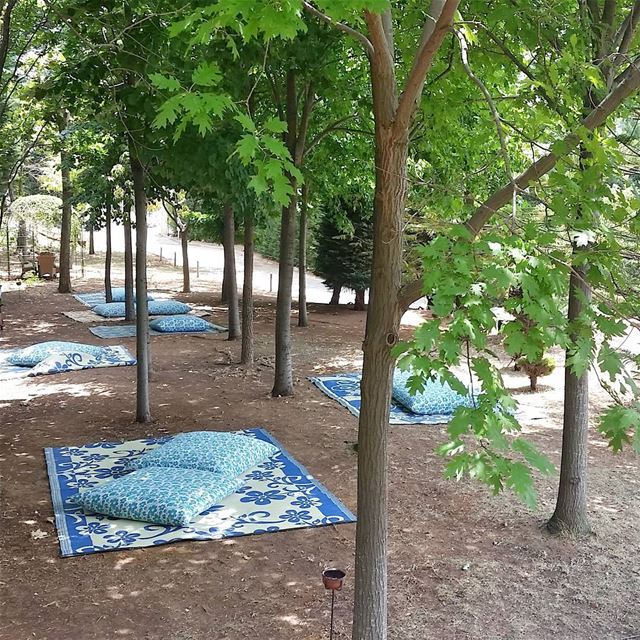 Nap Time 😴 livelovebatroun  tawletbiomass  livelovebeirut  wearelebanon... (Tawlet Biomass)