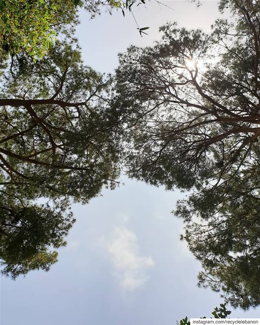 Napping on the ground, I looked up and spotted the lungs of the world and... (Samen Eco Gardens)