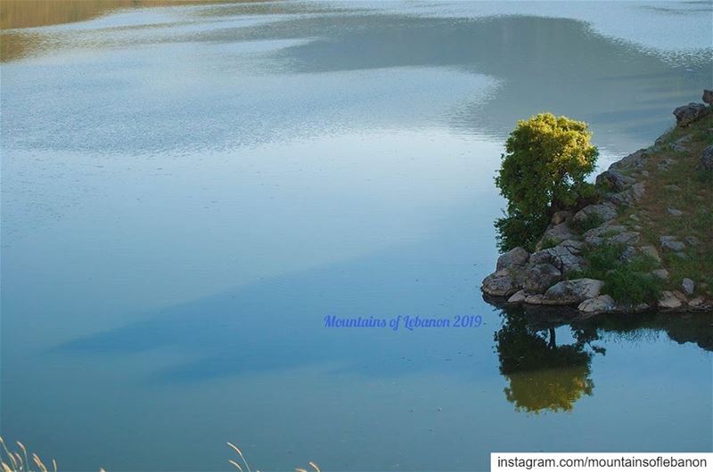 Narcissistic tree contemplating its reflection.... roadtrip  explore ... (Saghbin, Béqaa, Lebanon)