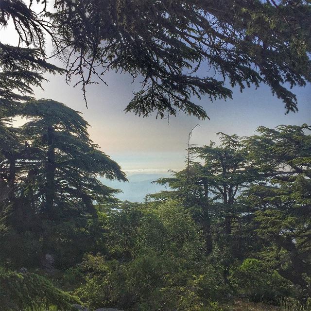 Natural frame ...  LiveLoveShouf  LiveLoveLebanon  wearelebanon ... (Arz el Bâroûk)