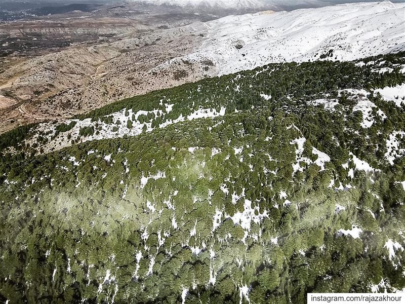 Natural Reserve! .. dji ainzhalta  lebanon.... moodygrams   natgeo... (Al-Shouf Cedars Natural Reserve)