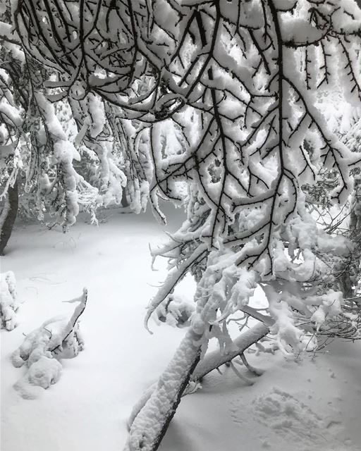 Natural snow sculptures 😍 (Arz el Bâroûk)