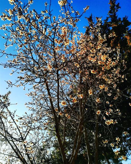  naturalbeauty  naturephotography  enjoyingphotography  enjoysunnyday ... (Hasbaya)