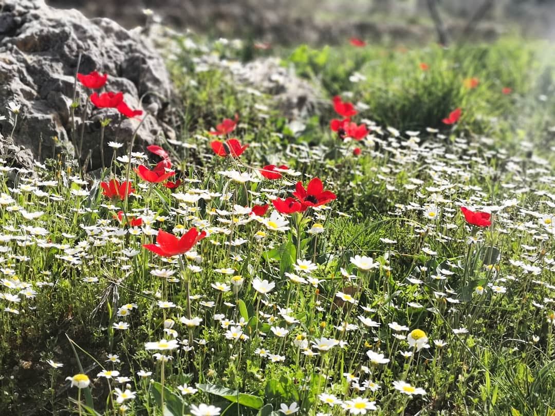 ******************************************* nature afternoon flowers... (Chbânîyé, Mont-Liban, Lebanon)