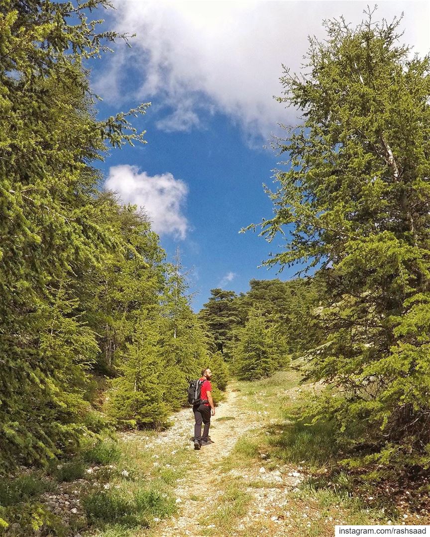 Nature-ally 🌲.... hiking  lebanon  mountains  chouf  cedars  spring ... (Lebanon)