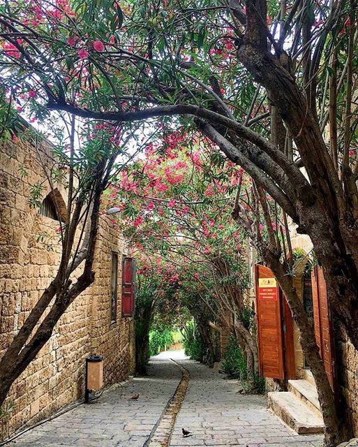 Nature and Pigeons 🕊🌳Good morning everyone ----------------------------- (Byblos, Lebanon)