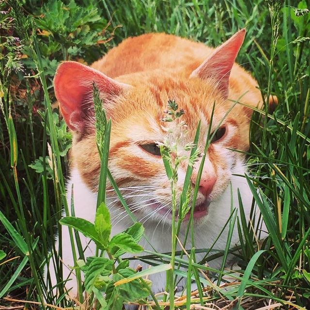  nature  animal  cat  grass  green  cute  Faraya ...