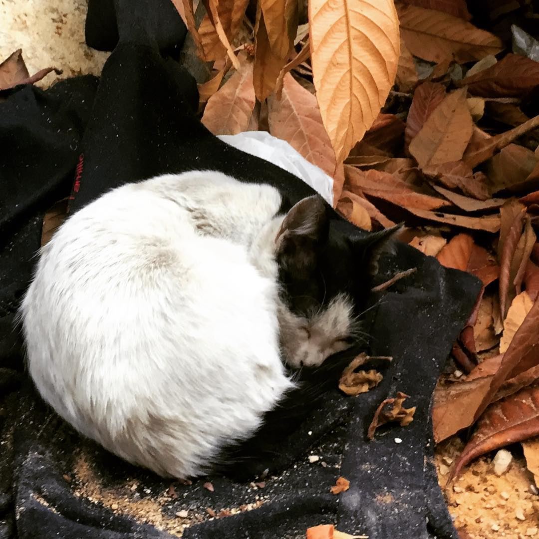  nature  autumn  cold  weather  animal  cat  sleeping  hungry  streetcat ...