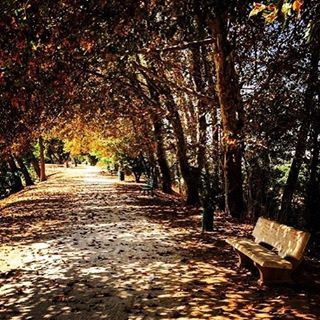  nature  autumn  trees  lake  cold  taanayellake  livelovelebanon ...