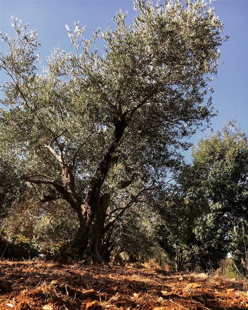 🌿🌳 nature ... (Basateen, Lebanon)