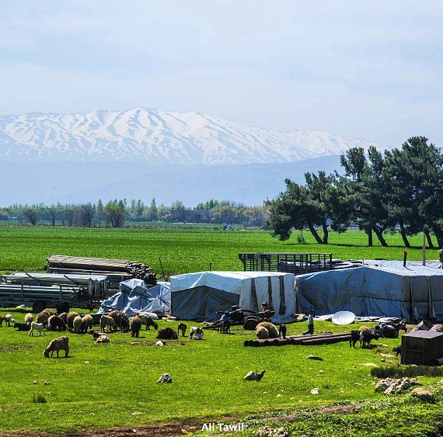  nature  beautiful  spring  stilllife  nikon  d810  instagood ... (West Bekaa)