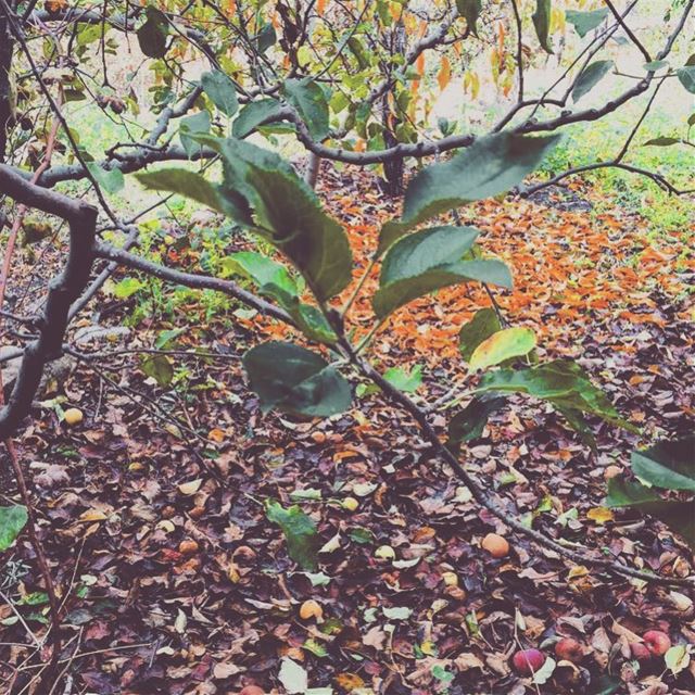 Nature beautiful tapestry🍂🍎🍂on a crisp autumn day💛🧡❤️💚 photography ...