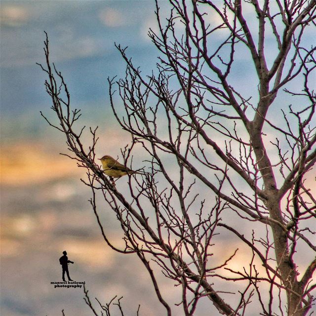  nature bird  fall yellowleaves  livelovenature  naturelover ...