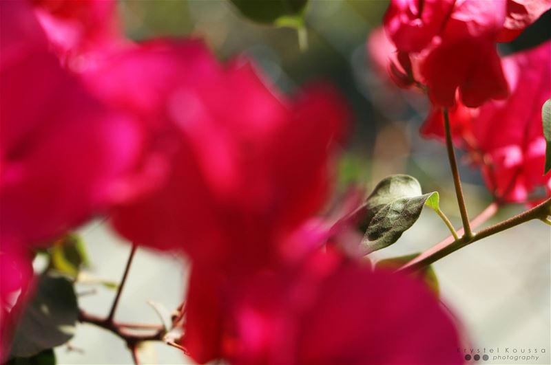 Nature & Close ups🌺🌿😍  nature  closeups  closeup  macro  macros  bokeh ...