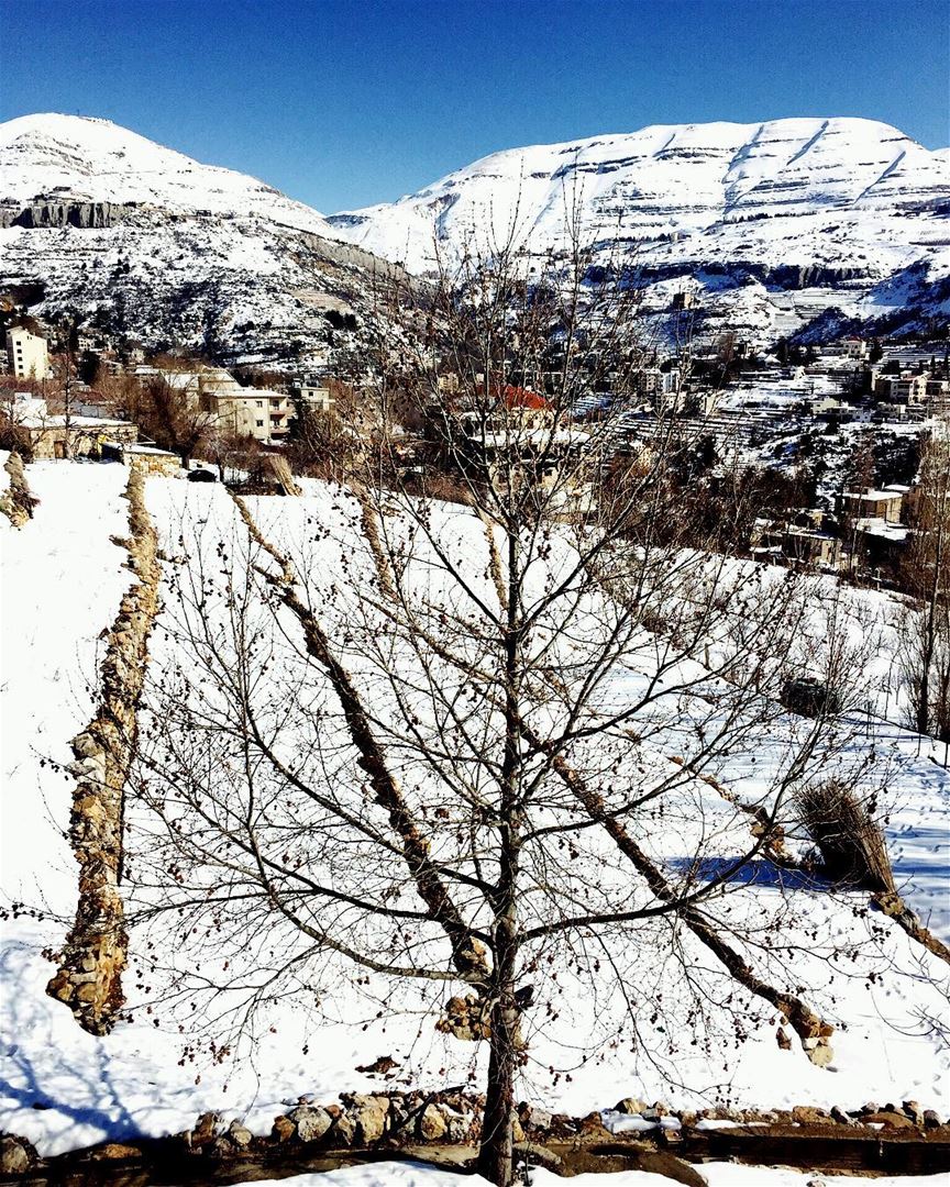  nature cold weather naked tree blue sky snowy mountains white village...