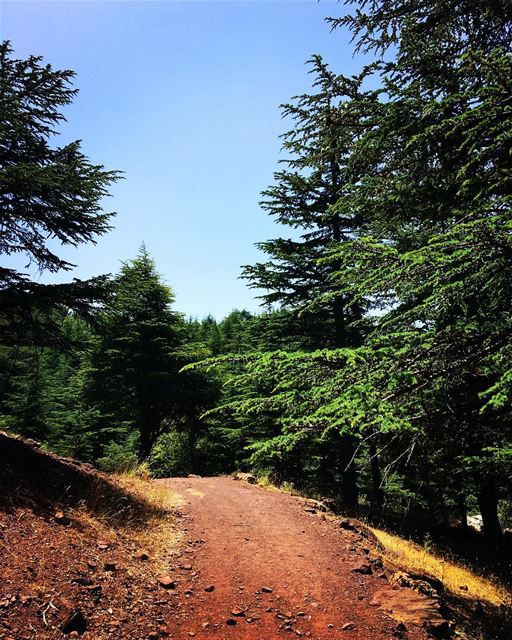 Nature = Cure 🌲   lebanon  forest  reserve  northlebanon  hiking  nature ... (Hadath Al Jubbah, Liban-Nord, Lebanon)