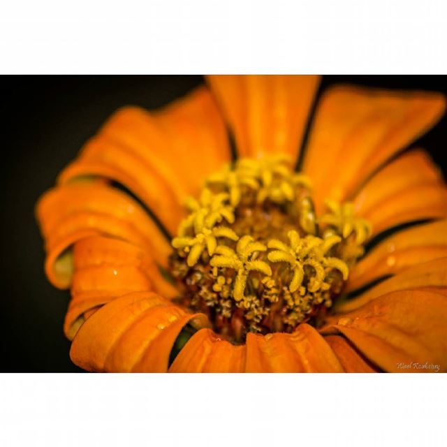  nature  flower  earth  wildlife  flowers  orange  yellow  natureshots ...