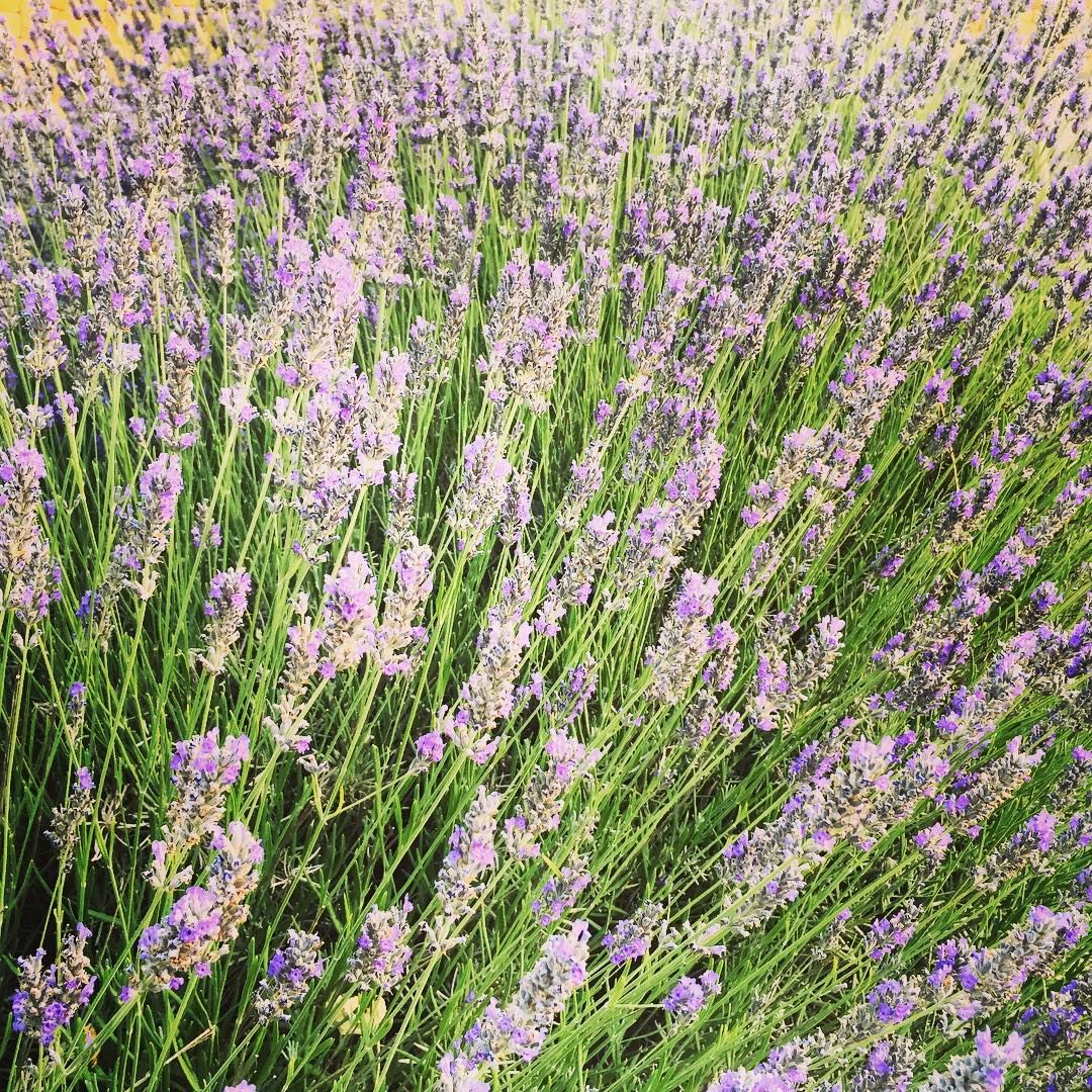  nature flower lavender Faraya Lebanon...