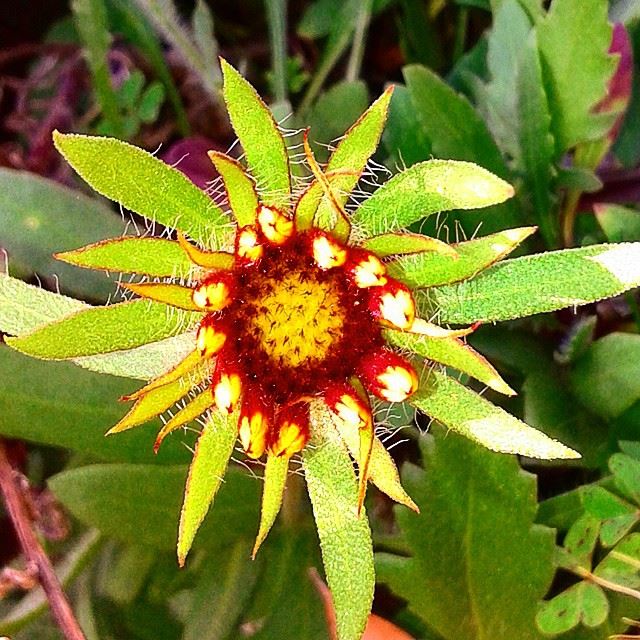 nature flowers fleurs autumn